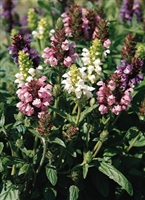 Prunelia grandiflora Self Heal Pagoda Mix