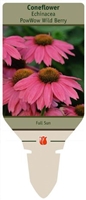 Purple Coneflower Echinacea purpurea 'PowWow Wild Berry'