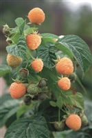 Raspberry 'Fall Gold'