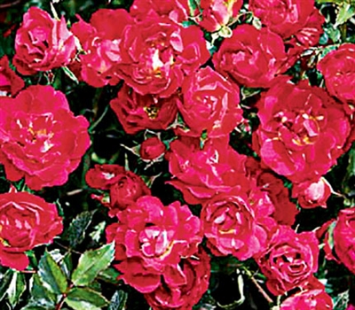 Shrub Rose The Red Drift&reg; Rose