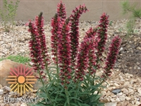 Red Feathers Echium amoenum