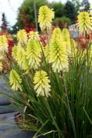 Red Hot Poker Kniphofia 'POCO Citron'