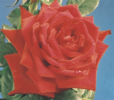 Red Masterpiece Hybrid Tea Rose