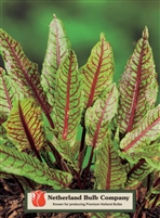 Rumex sanguineus Red Veined Dock