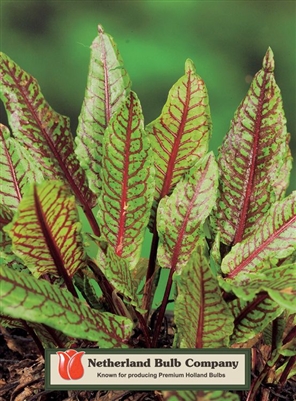 Rumex sanguineus Red Veined Dock