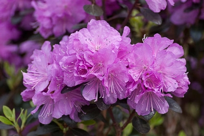 Rhododendron 'Amy Cotta'