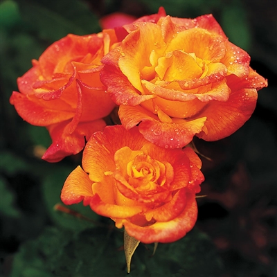 'Rio Samba' Hybrid Tea Rose