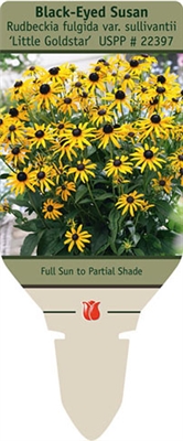 Gloriosa Daisy, Black-Eyed Susan Rudbeckia fulgida var. sullivantii 'Little Goldstar'