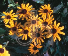 Black-Eyed Susan Rudbeckia Viette's Little Suzy