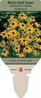 Black-Eyed Susan Rudbeckia fulgida 'Goldsturm'