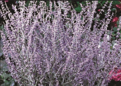 Russian Sage Perovskia Little Spire