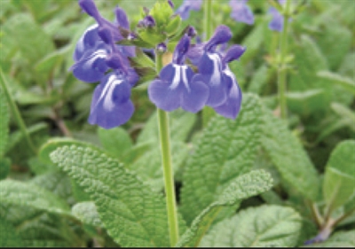 Sage Salvia Curling Waves