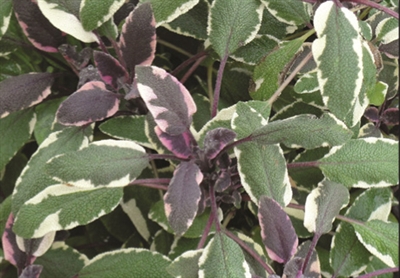 Sage Salvia Tricolor