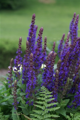 Salvia nemorosa 'East Friesland'