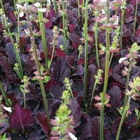 Salvia lyrata Sage Purple Volcano