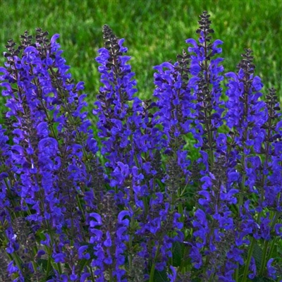 Salvia pratensis Fashionista Midnight Model