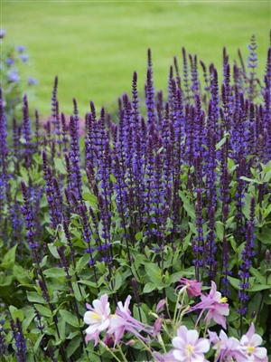 Salvia nemorosa Caradonna