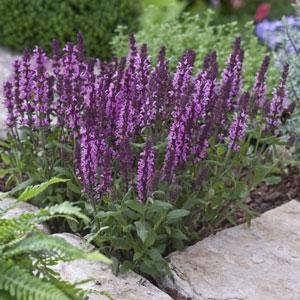 Salvia nemorosa New Dimension Rose