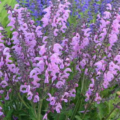 Salvia pratensis Fashionista Pretty in Pink