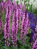 Salvia nemorosa 'Sensation&reg; Deep Rose Improved'