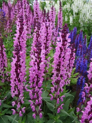 Salvia nemorosa 'Sensation&reg; Deep Rose Improved'