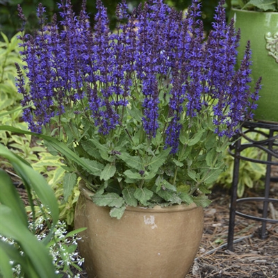 Salvia Perennial Color Spires&reg; 'Violet Riot' nemorosa