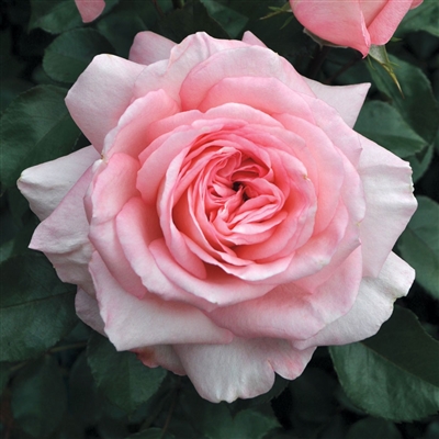 SavannahHybrid Tea Rose