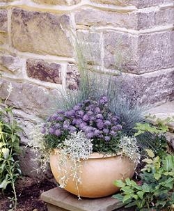 Scabiosa japonica var alpina Pincushion Flower Ritz Blue