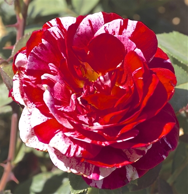Scentimental&#0153 Floribunda Rose