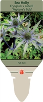 Sea Holly Eryngium x zabelii 'Neptune's Gold'