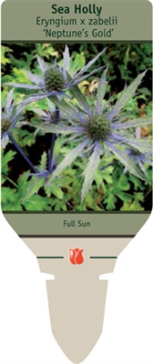 Sea Holly Eryngium x zabelii 'Neptune's Gold'