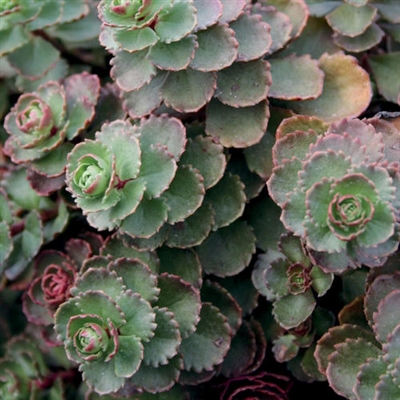 Sedum Stonecrop Dragon's Blood