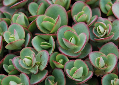 Sedum Sunsparkler Lime Zinger