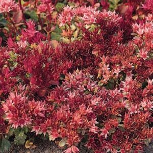 Sedum Stonecrop spurium Red Carpet