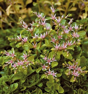 Sedum stoloniferum Stonecrop