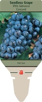 Seedless Grape Vitis labrusca 'Concord'