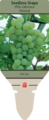 Seedless Grape Vitis labrusca 'Himrod'