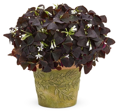 CharmedÂ® Velvet Shamrock Oxalis