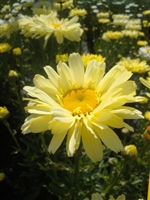 Shasta Daisy Leucanthemum Real Dream