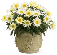 Shasta Daisy Amazing Daisies&#0153 'Banana Cream' Leucanthemum