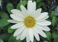 Shasta Daisy Leucanthemum Becky