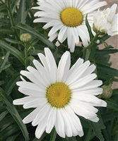 Shasta Daisy Amazing Daisies&#0153 Daisy May&reg; Leucanthemum
