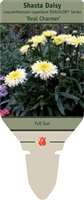 Shasta Daisy Leucanthemum superbum 'Real Charmer'