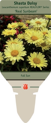 Shasta Daisy Leucanthemum superbum 'Real Sunbeam'