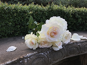 Shirley's Bouquet Hybrid Tea Rose