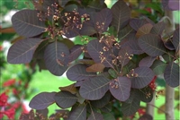 Cotinus x 'Grace' Smokebush