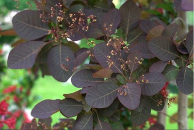 Cotinus x 'Grace' Smokebush