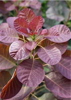 Cotinus Coggygria 'Royal Purple' Smokebush