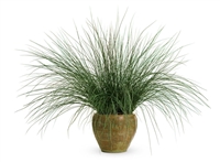 Graceful GrassesÂ® Blue MohawkÂ® Soft Rush Juncus inflexus