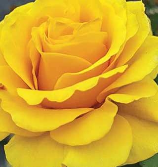 Sol Desire Floribunda Rose